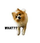 Zumo ＆ Money (The dog)（個別スタンプ：1）