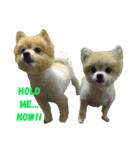 Zumo ＆ Money (The dog)（個別スタンプ：6）