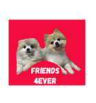Zumo ＆ Money (The dog)（個別スタンプ：8）