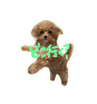 チワプーみくろ（個別スタンプ：4）