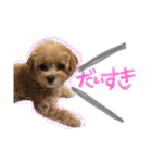 チワプーみくろ（個別スタンプ：13）