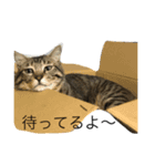 れおにゃんスタンプ（個別スタンプ：5）