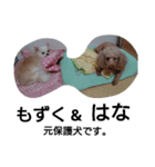 元保護犬のもずく＆はな2(オフィス編？)（個別スタンプ：1）