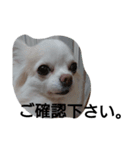 元保護犬のもずく＆はな2(オフィス編？)（個別スタンプ：2）