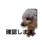元保護犬のもずく＆はな2(オフィス編？)（個別スタンプ：3）