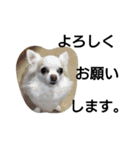 元保護犬のもずく＆はな2(オフィス編？)（個別スタンプ：5）