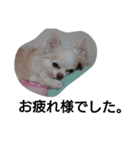元保護犬のもずく＆はな2(オフィス編？)（個別スタンプ：6）