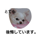 元保護犬のもずく＆はな2(オフィス編？)（個別スタンプ：9）