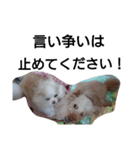 元保護犬のもずく＆はな2(オフィス編？)（個別スタンプ：10）