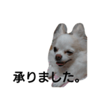 元保護犬のもずく＆はな2(オフィス編？)（個別スタンプ：11）