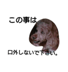 元保護犬のもずく＆はな2(オフィス編？)（個別スタンプ：13）