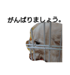 元保護犬のもずく＆はな2(オフィス編？)（個別スタンプ：17）