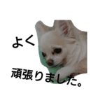 元保護犬のもずく＆はな2(オフィス編？)（個別スタンプ：18）