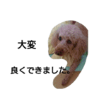 元保護犬のもずく＆はな2(オフィス編？)（個別スタンプ：19）