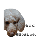 元保護犬のもずく＆はな2(オフィス編？)（個別スタンプ：21）