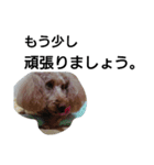 元保護犬のもずく＆はな2(オフィス編？)（個別スタンプ：22）