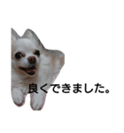 元保護犬のもずく＆はな2(オフィス編？)（個別スタンプ：23）