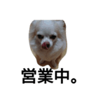 元保護犬のもずく＆はな2(オフィス編？)（個別スタンプ：24）