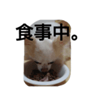 元保護犬のもずく＆はな2(オフィス編？)（個別スタンプ：25）