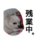 元保護犬のもずく＆はな2(オフィス編？)（個別スタンプ：26）
