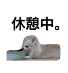 元保護犬のもずく＆はな2(オフィス編？)（個別スタンプ：27）