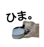 元保護犬のもずく＆はな2(オフィス編？)（個別スタンプ：29）