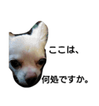 元保護犬のもずく＆はな2(オフィス編？)（個別スタンプ：31）