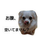 元保護犬のもずく＆はな2(オフィス編？)（個別スタンプ：33）