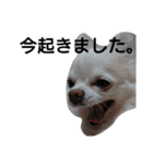 元保護犬のもずく＆はな2(オフィス編？)（個別スタンプ：34）