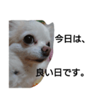 元保護犬のもずく＆はな2(オフィス編？)（個別スタンプ：35）
