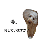 元保護犬のもずく＆はな2(オフィス編？)（個別スタンプ：36）