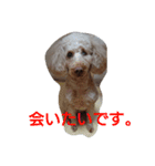 元保護犬のもずく＆はな2(オフィス編？)（個別スタンプ：37）