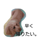 元保護犬のもずく＆はな2(オフィス編？)（個別スタンプ：38）