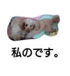 元保護犬のもずく＆はな2(オフィス編？)（個別スタンプ：39）