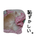 元保護犬のもずく＆はな2(オフィス編？)（個別スタンプ：40）