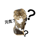 猫好き！（個別スタンプ：1）