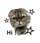 猫好き！（個別スタンプ：2）