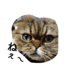 猫好き！（個別スタンプ：3）