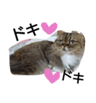 猫好き！（個別スタンプ：4）