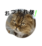 猫好き！（個別スタンプ：5）