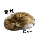 猫好き！（個別スタンプ：6）