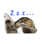 猫好き！（個別スタンプ：7）