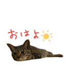 にあんたれぶー2（個別スタンプ：15）