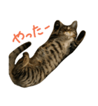 にあんたれぶー2（個別スタンプ：17）