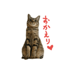 にあんたれぶー2（個別スタンプ：20）