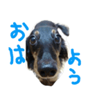 仲良しの犬とフェレット（個別スタンプ：1）