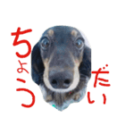 仲良しの犬とフェレット（個別スタンプ：3）