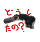 仲良しの犬とフェレット（個別スタンプ：4）