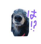 仲良しの犬とフェレット（個別スタンプ：11）