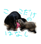 仲良しの犬とフェレット（個別スタンプ：12）